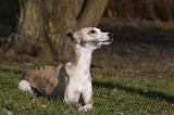WHIPPET 415